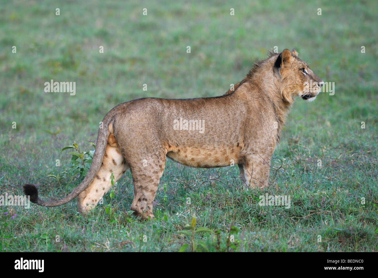 Lion (Panthera leo), il lago Nakuru, parco nazionale, Kenya, Africa orientale Foto Stock