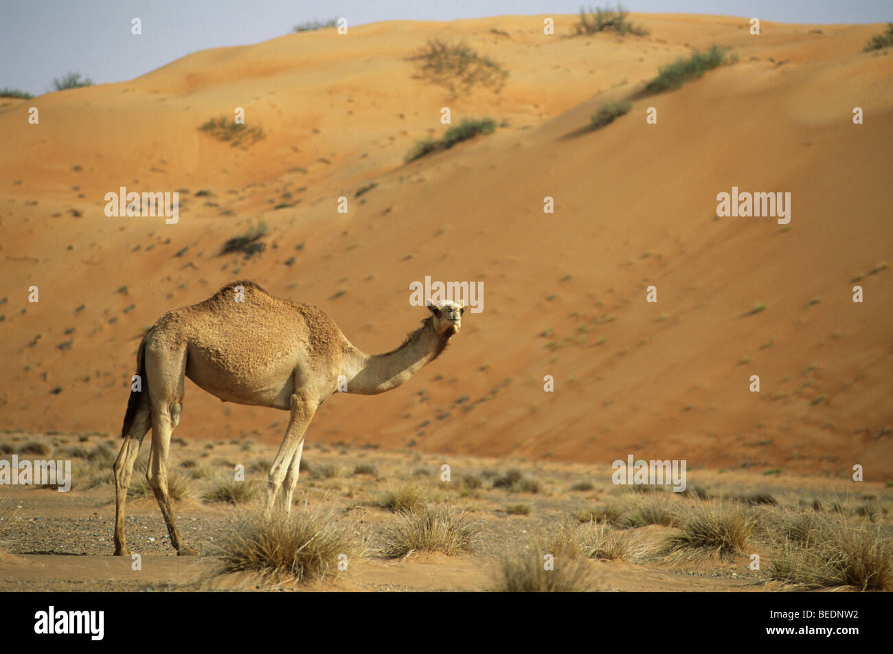 Cammelli (Camelus dromedarius), cammello nel deserto, Wahiba Sands, Oman. Foto Stock