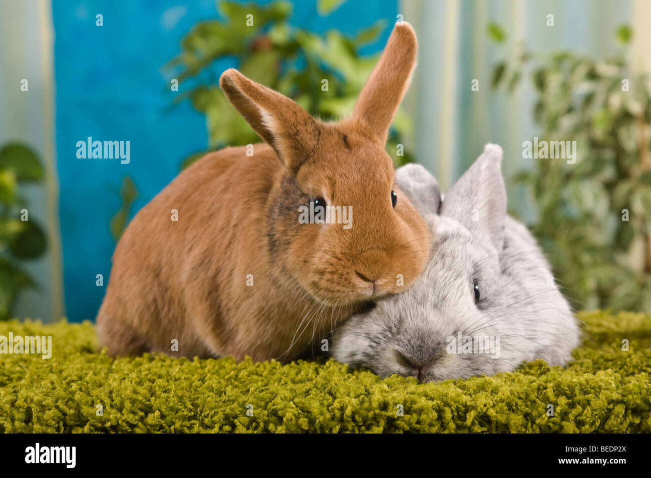 Due conigli sono seduti sul muschio, studio Foto Stock