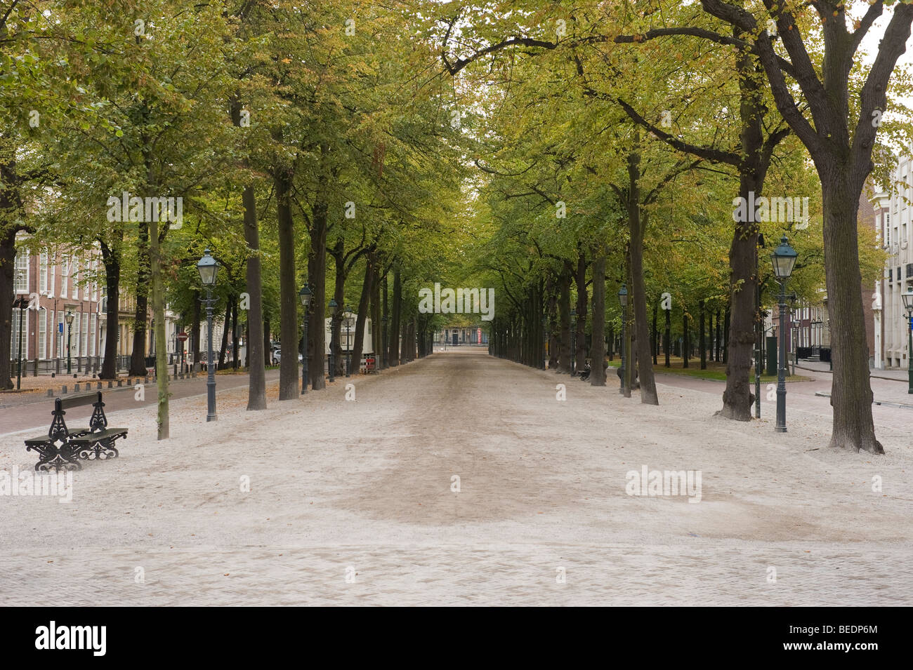 Un viale di platani in una ampia strada deserta all'Aia Olanda Foto Stock