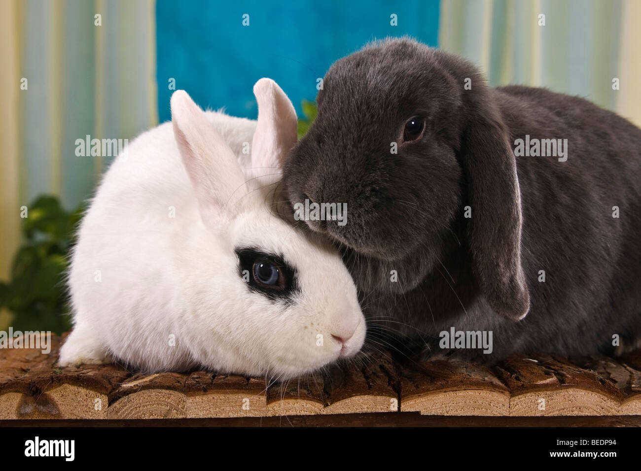 Due conigli sono coccole insieme Foto Stock