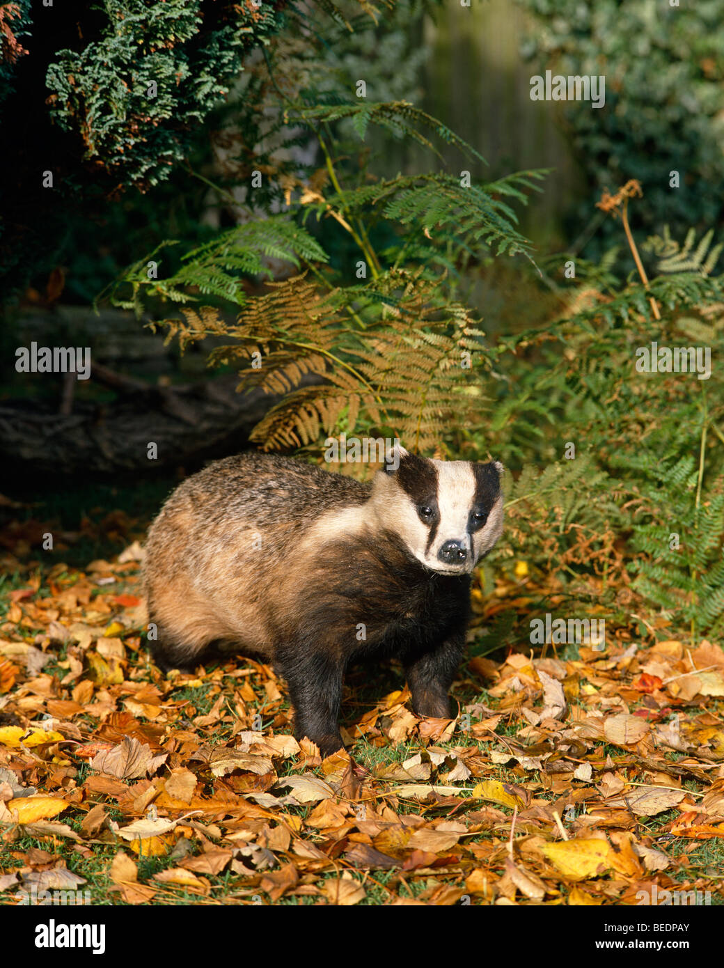 Badger Foto Stock