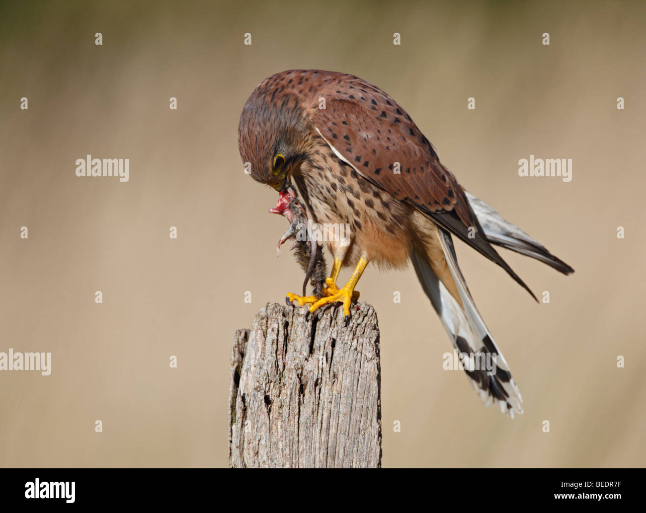 Maschio di Gheppio Falco tinnunculus sul post con la preda Foto Stock