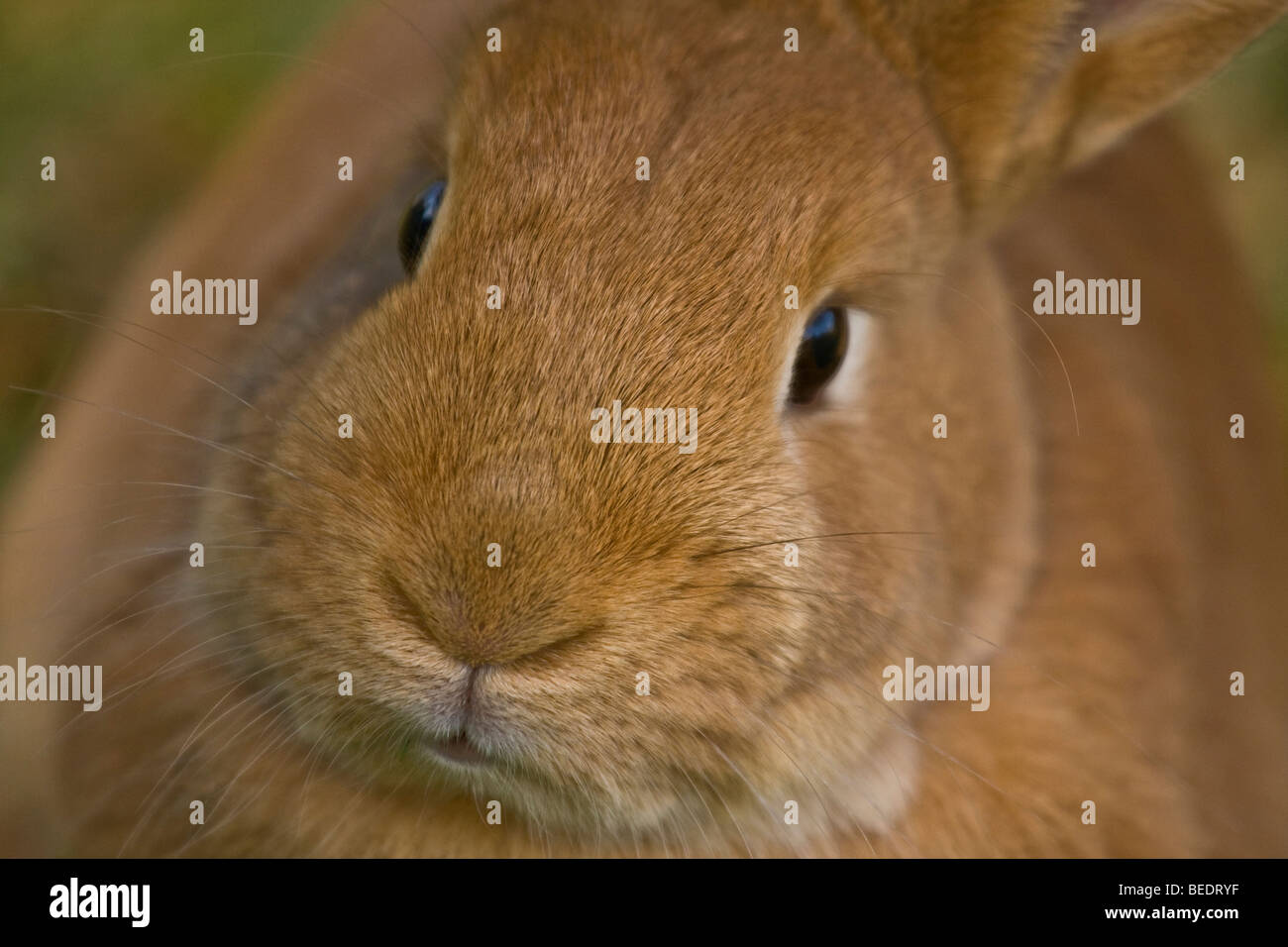 Red Dwarf Rabbit guarda direttamente nella fotocamera Foto Stock