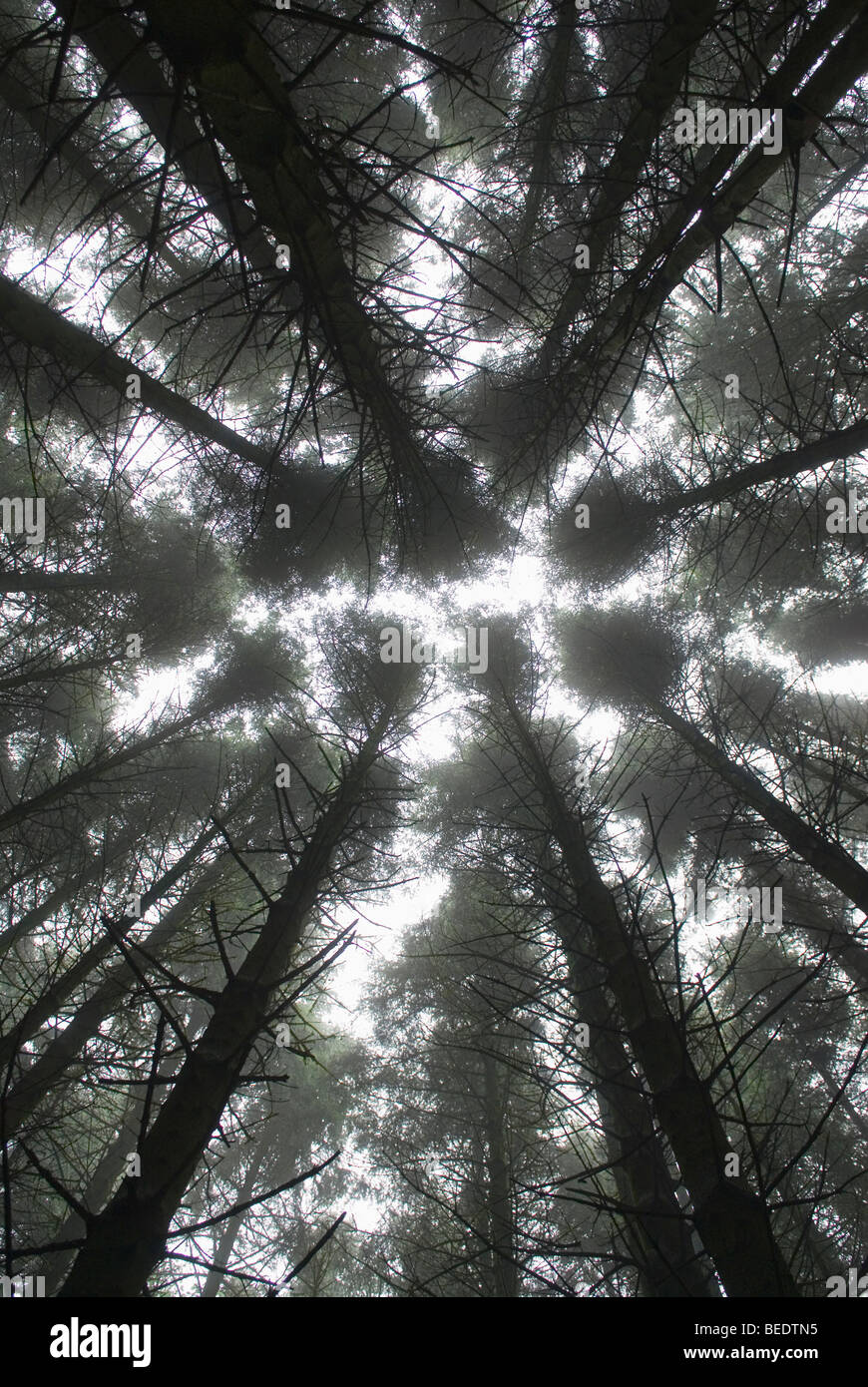 Guardando il cielo in una cupa foresta Foto Stock