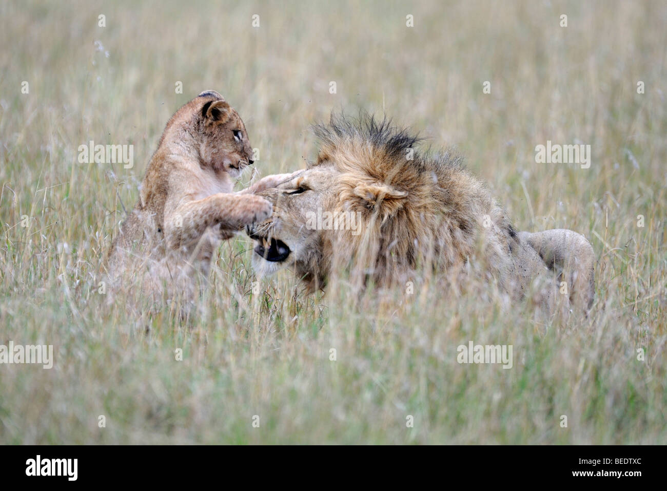 Lion (Panthera leo), maned lion giocando con cub, il Masai Mara, parco nazionale, Kenya, Africa orientale Foto Stock