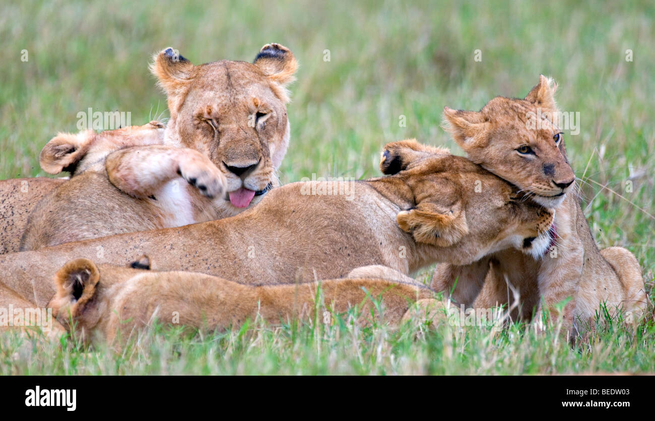 Lion (Panthera leo), leonessa con i cuccioli, comportamento sociale, il Masai Mara, parco nazionale, Kenya, Africa orientale Foto Stock