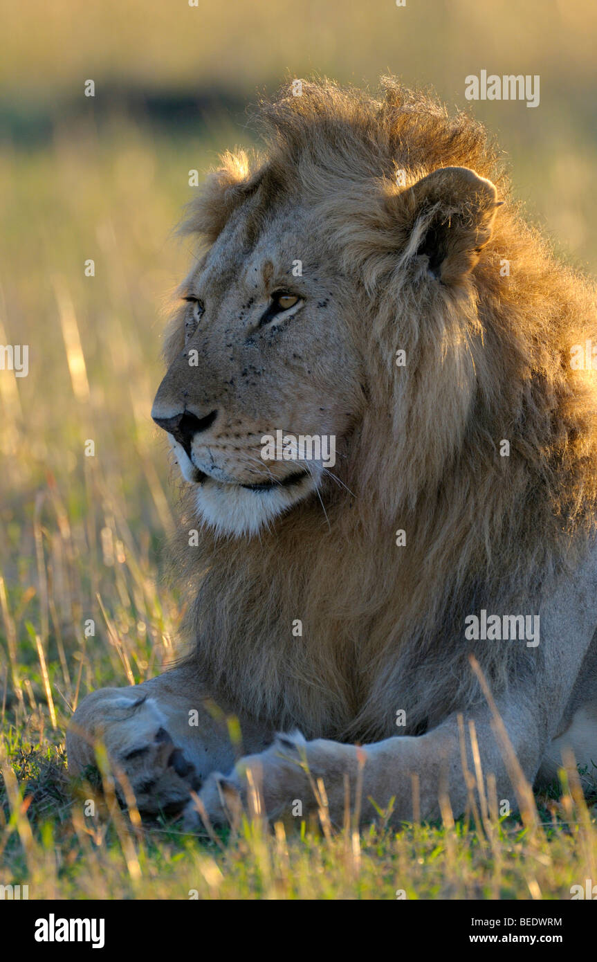 Lion (Panthera leo) con una criniera nella prima luce del mattino, retroilluminato ritratto, Masai Mara riserva naturale, Kenya, Africa orientale Foto Stock