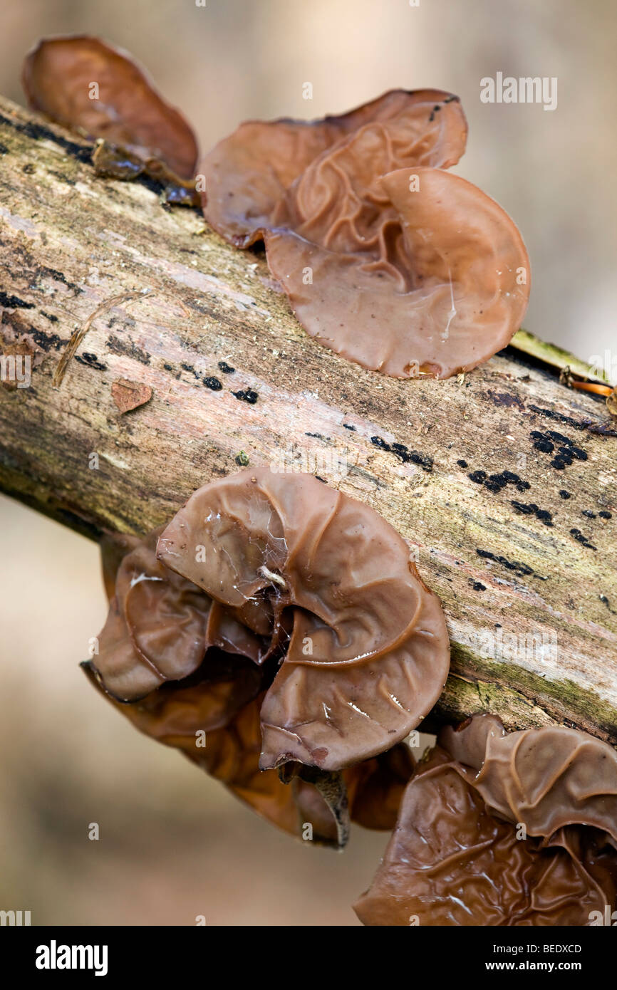 Giudeo l orecchio fungo; Auricularia padiglione auricolare-judae; Foto Stock