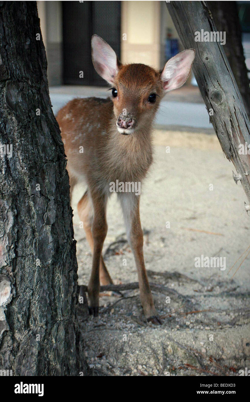 Un bambino cervi ispeziona la fotocamera sull'isola di Miyajima (Itsukushima) in Giappone. Foto Stock