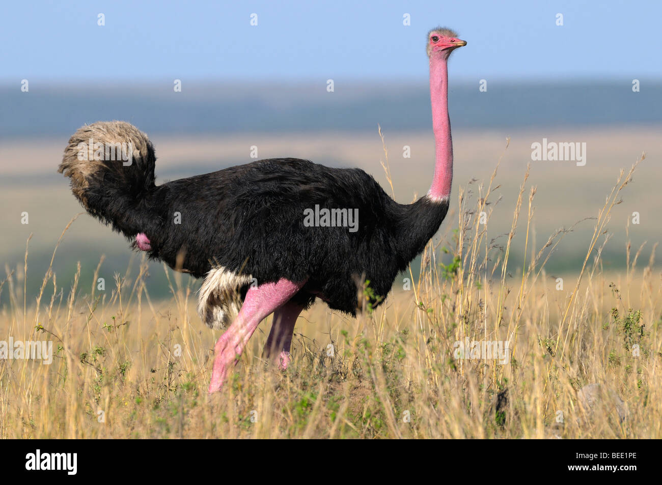 Masai (struzzo Struthio camelus massaicus), maschio, Masai Mara riserva naturale, Kenya, Africa orientale Foto Stock