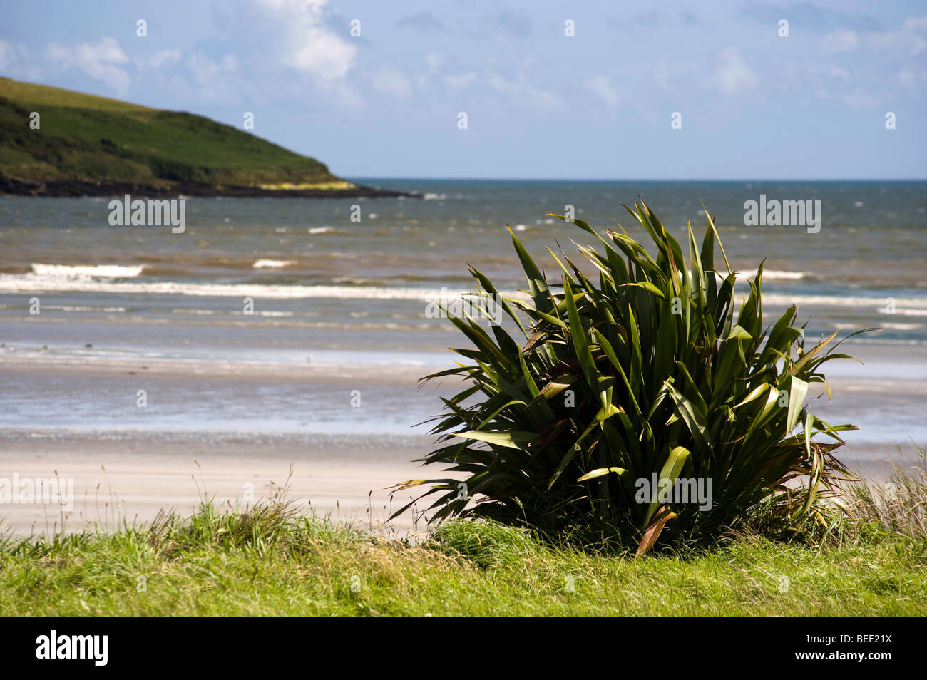 Impianto Pandanas,Co Cork, Irlanda Foto Stock
