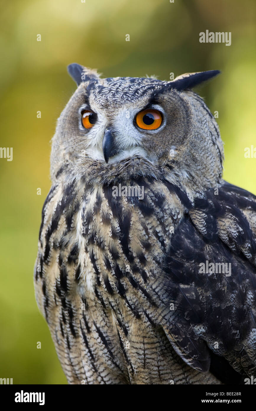 Giovani gufo reale (Bubo bubo) Foto Stock