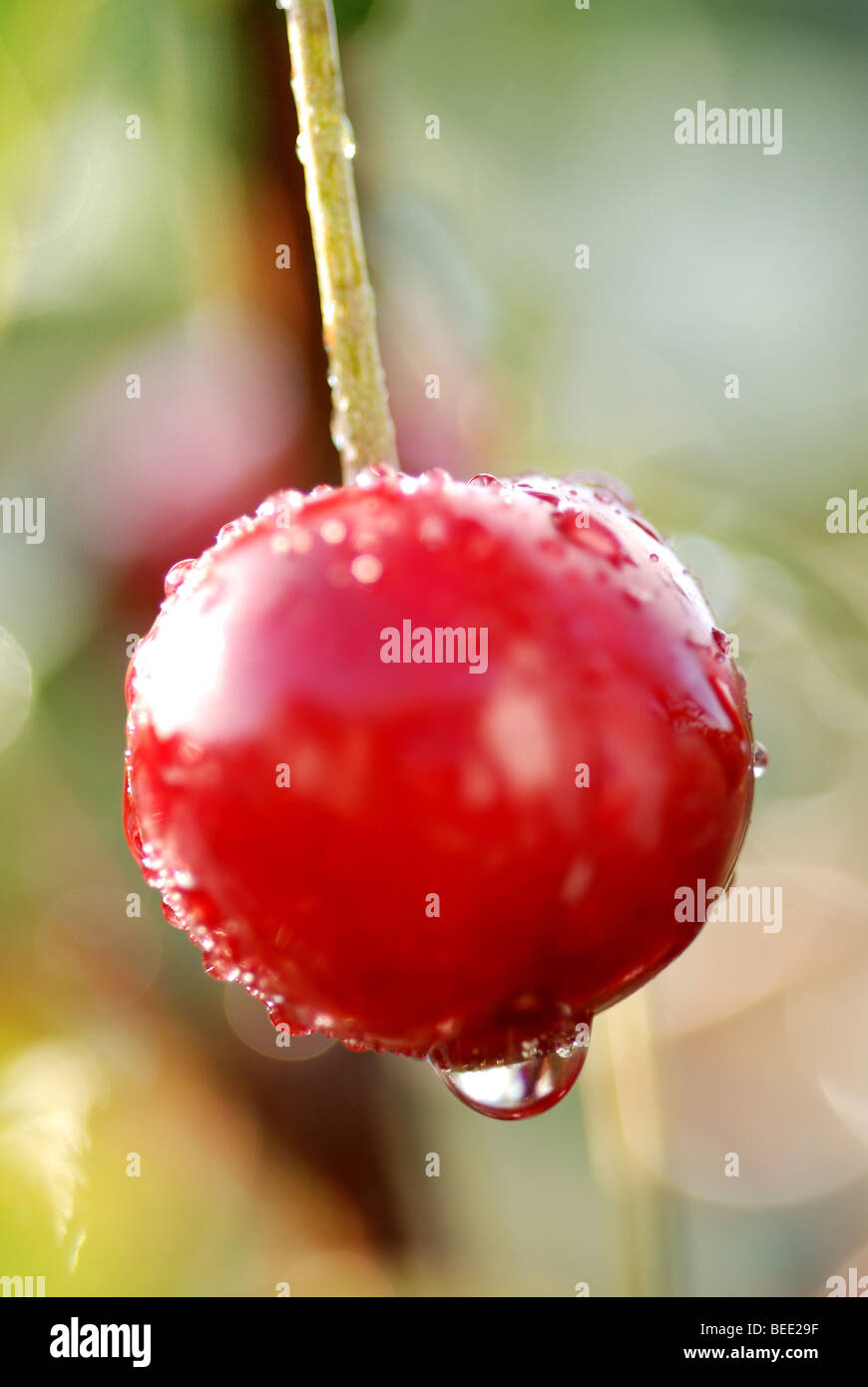 Le amarene Morello cresce su albero in giardino Foto Stock