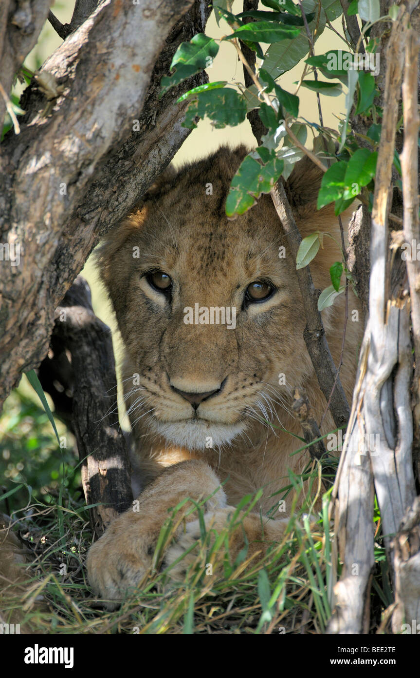 Lion cub (Panthera leo), il Masai Mara riserva naturale, Kenya, Africa orientale Foto Stock