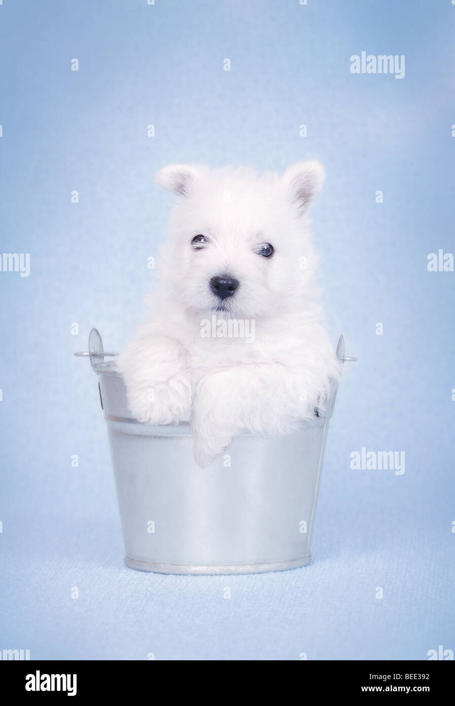 West Highland White Terrier cucciolo per la benna sullo sfondo azzurro ritratto Foto Stock