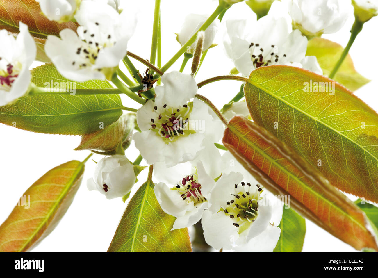 Pere Nashi (Pyrus pyrifola), fiorisce Foto Stock