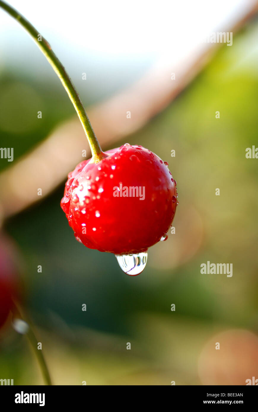 Le amarene Morello cresce su albero in giardino Foto Stock