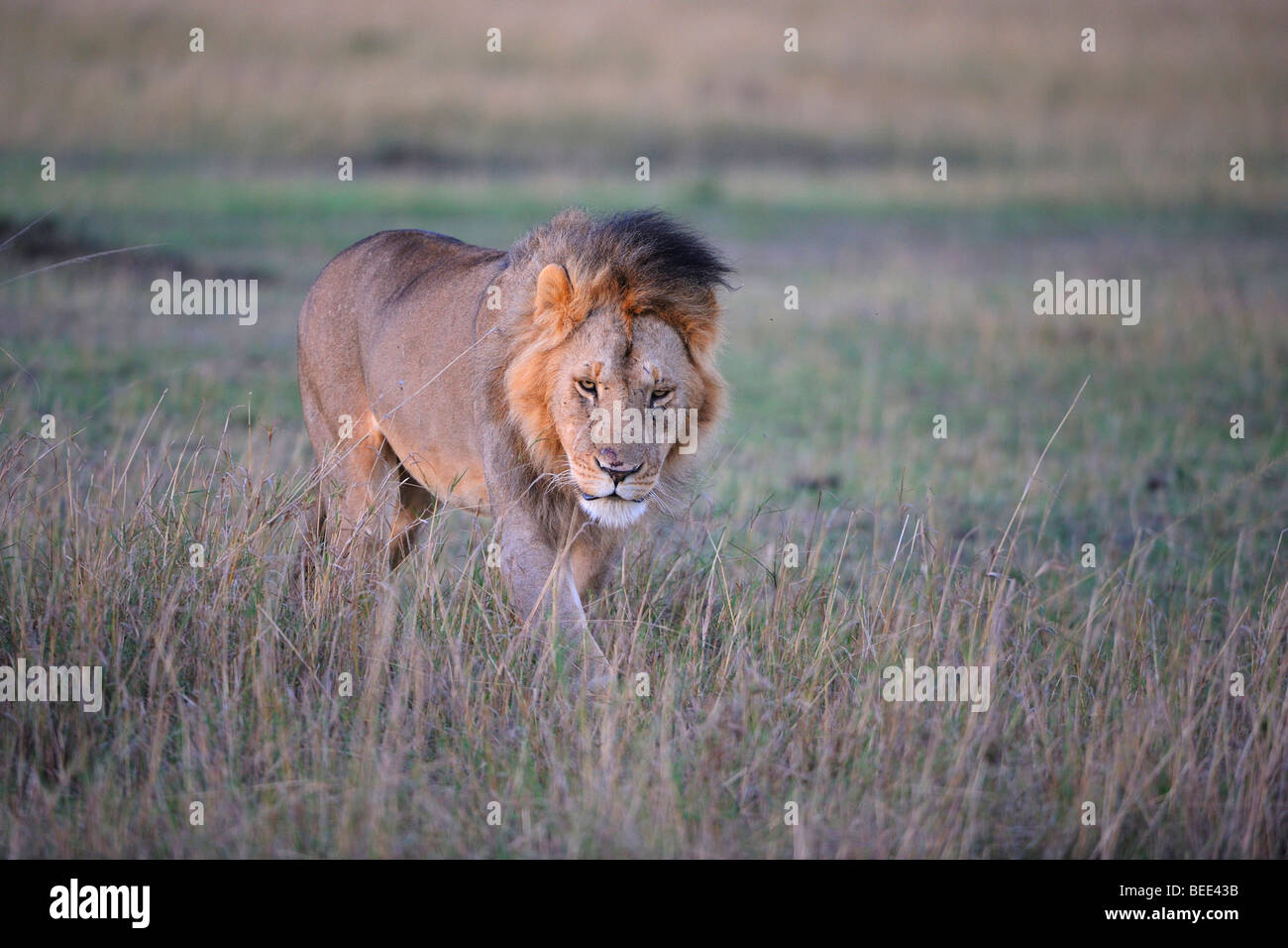 Lion (Panthera leo) con una criniera nella prima luce del mattino, il Masai Mara riserva naturale, Kenya, Africa orientale Foto Stock