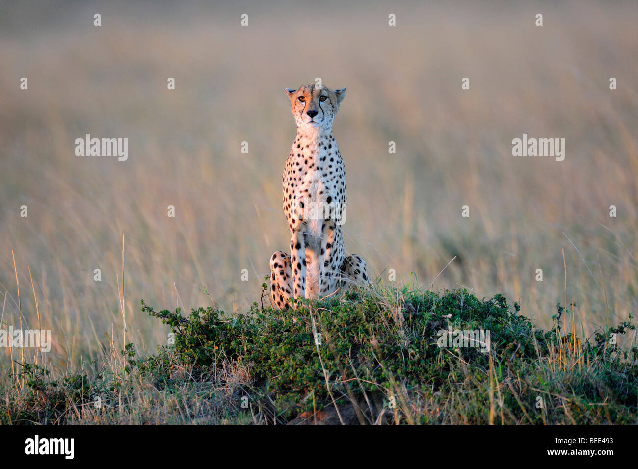 Ghepardo (Acinonyx jubatus), di vedetta da un termite hill nell'ultima luce del giorno, il Masai Mara riserva naturale, Kenya, Est Foto Stock