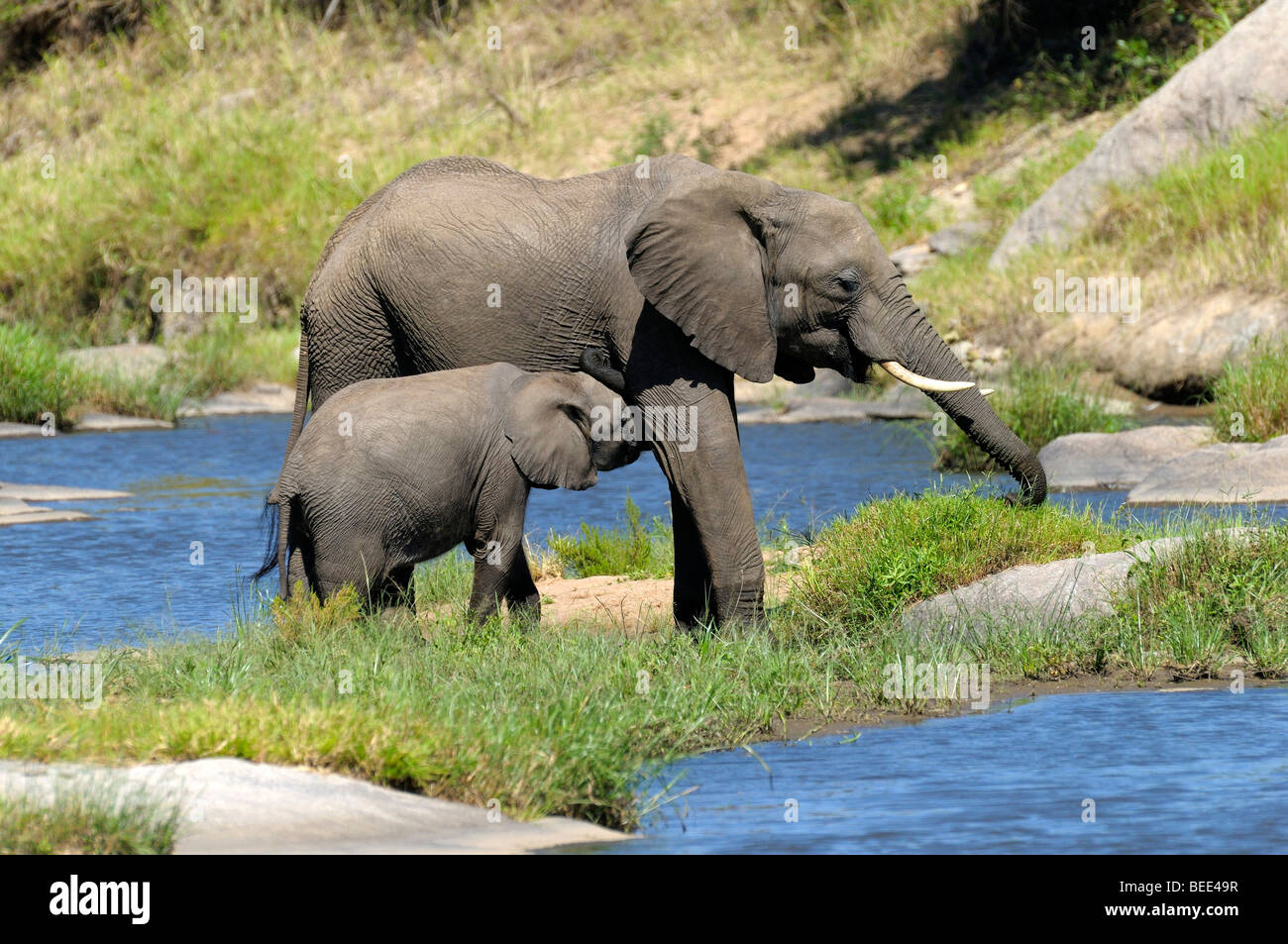Bush africano Elefante africano (Loxodonta africana), di vitello lattante, Masai Mara riserva naturale, Kenya, Africa orientale Foto Stock