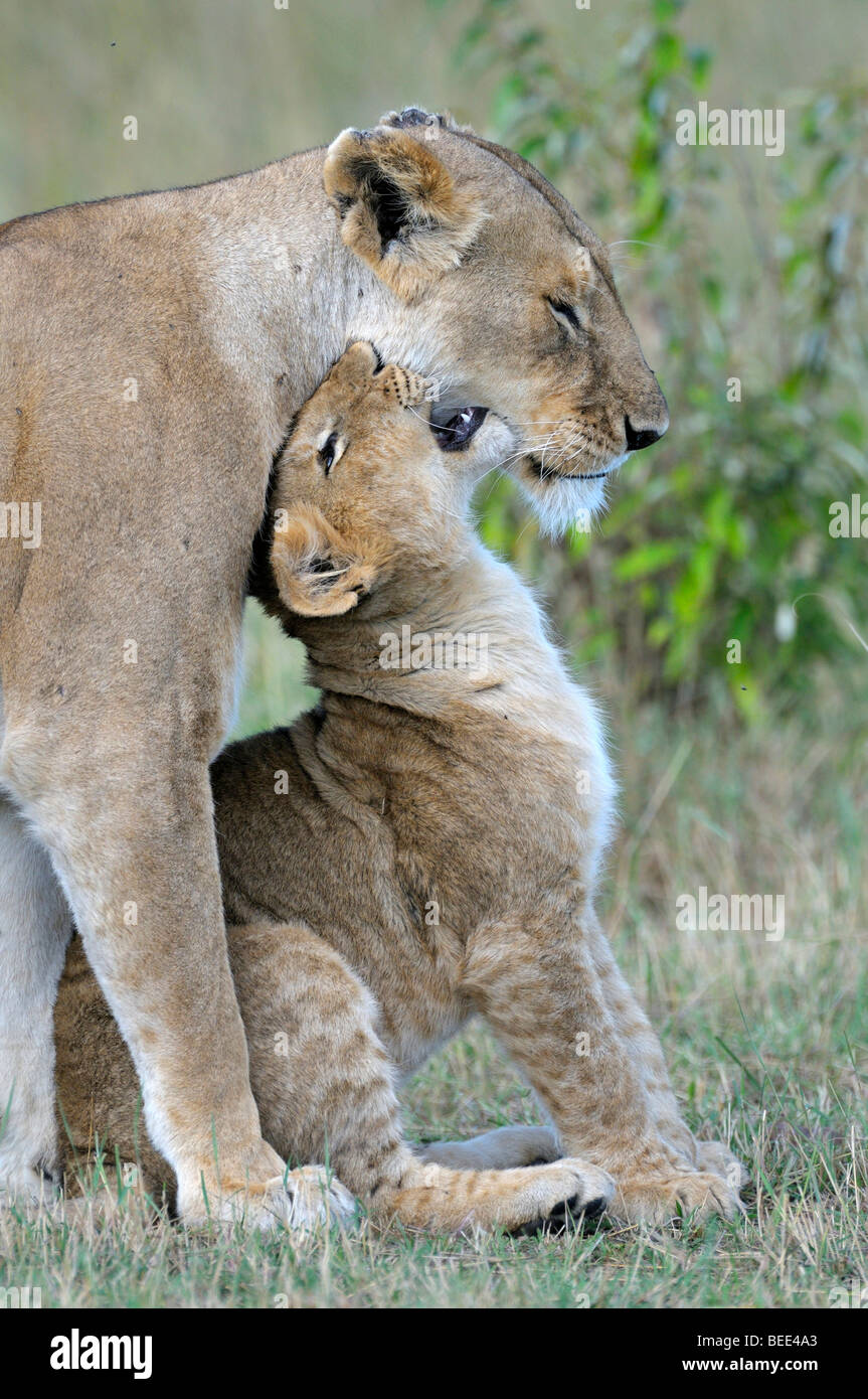 I Lions (Panthera leo), femmina e cub cuddling, Masai Mara riserva naturale, Kenya, Africa orientale Foto Stock
