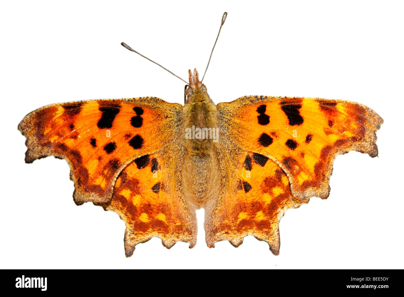 Virgola butterfly Polygonia c-album intaglio Foto Stock