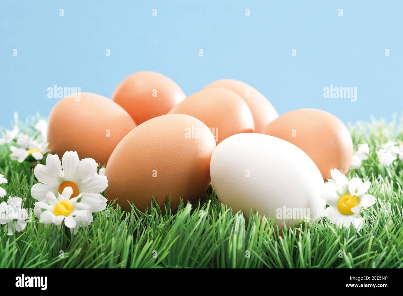 Uova di colore marrone e uno bianco su un fiore artificiale prato Foto Stock