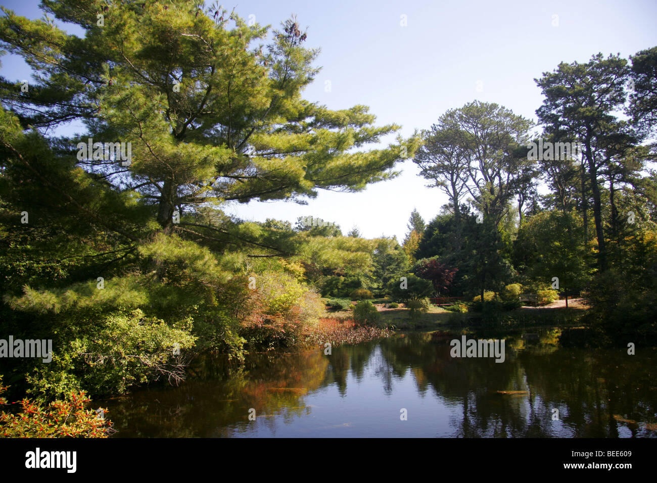 Mytoi giardini giapponesi su Chappaquiddick Island, Martha's Vineyard, Cape Cod, New England, Massachusetts, STATI UNITI D'AMERICA Foto Stock