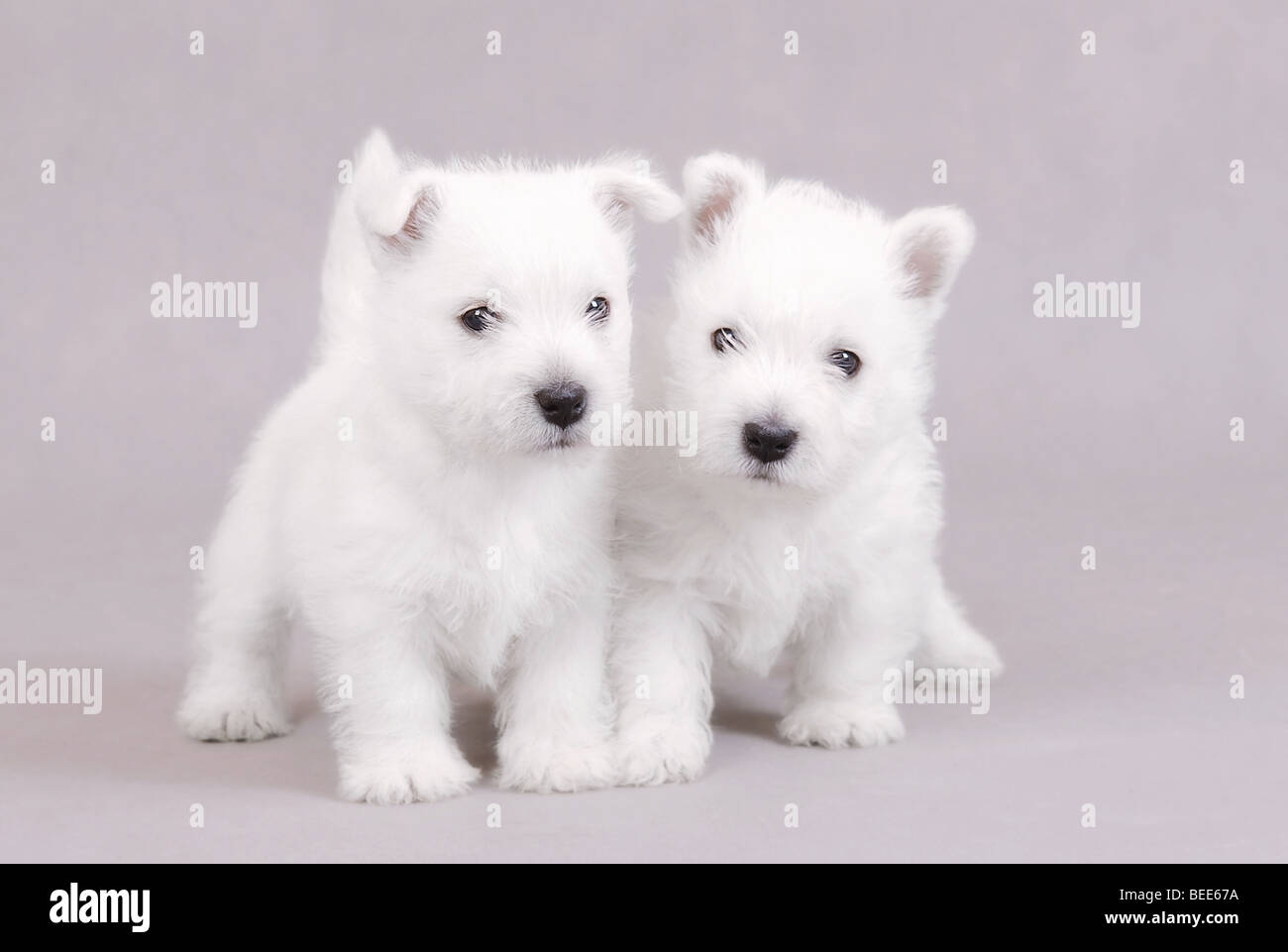 Due West Highland White Terrier cuccioli ritratto su sfondo grigio Foto Stock