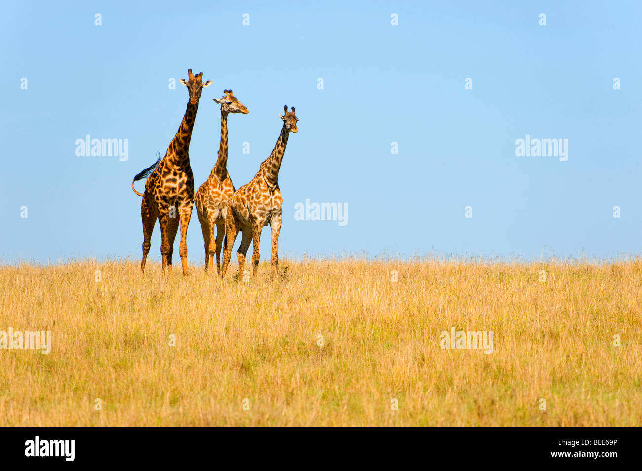 Gruppo di Masai Giraffe (Giraffa camelopardalis tippelskirchi) nella steppa, il Masai Mara riserva naturale, Kenya, Africa orientale Foto Stock
