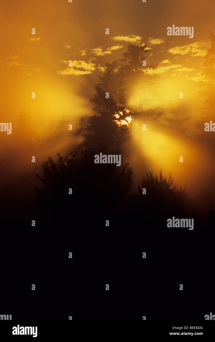 Alberi nella nebbia , sun gleam candelette Foto Stock