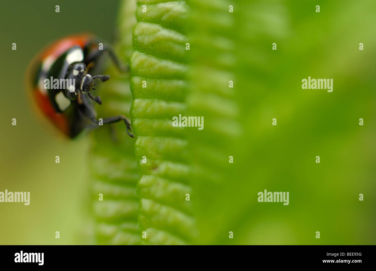 Sette-spotted lady beetle (Coccinella septempunctata) Foto Stock