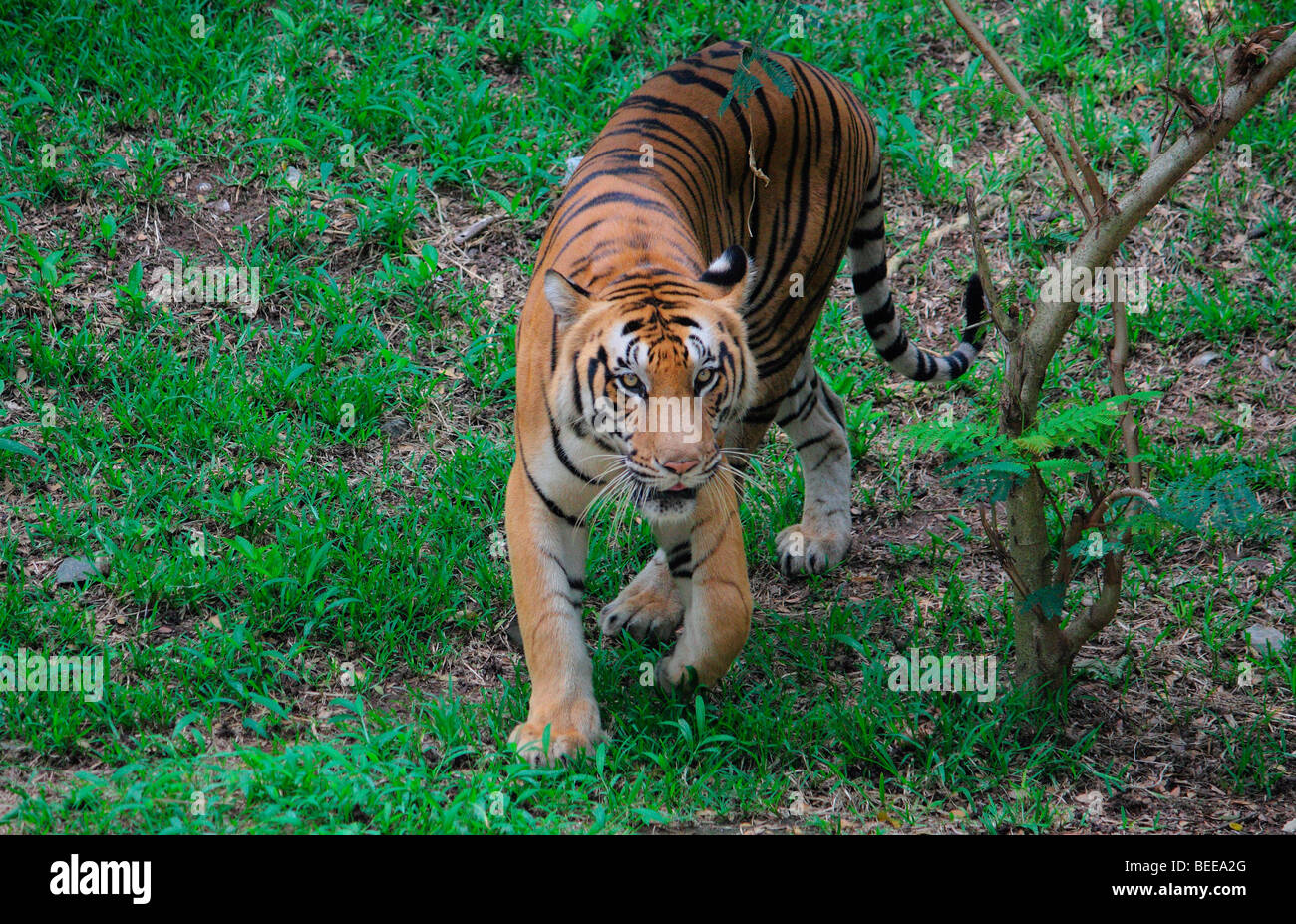Tigre indiana Foto Stock