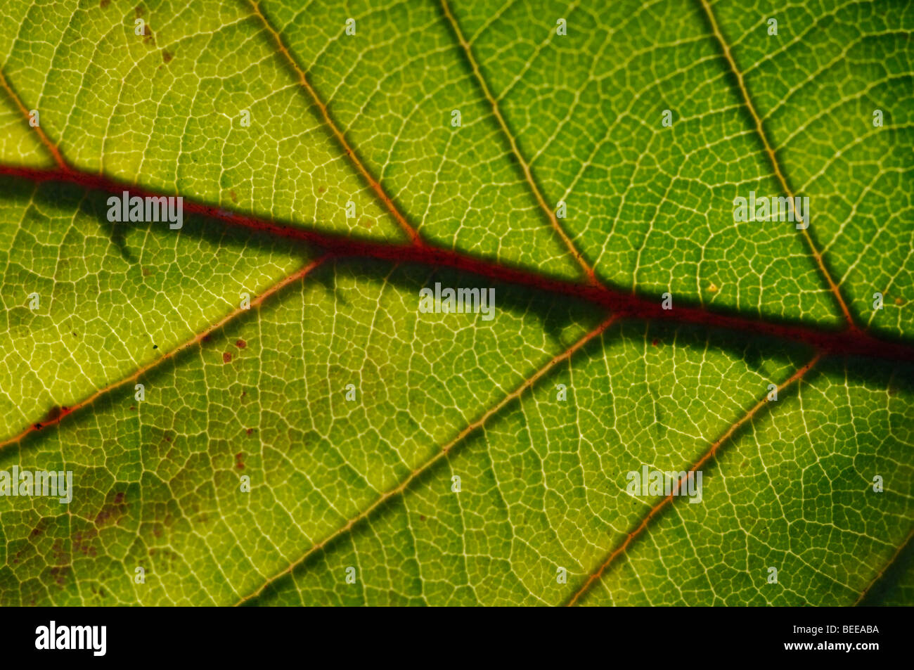 Venatura in foglia, foglia di blackberry Foto Stock