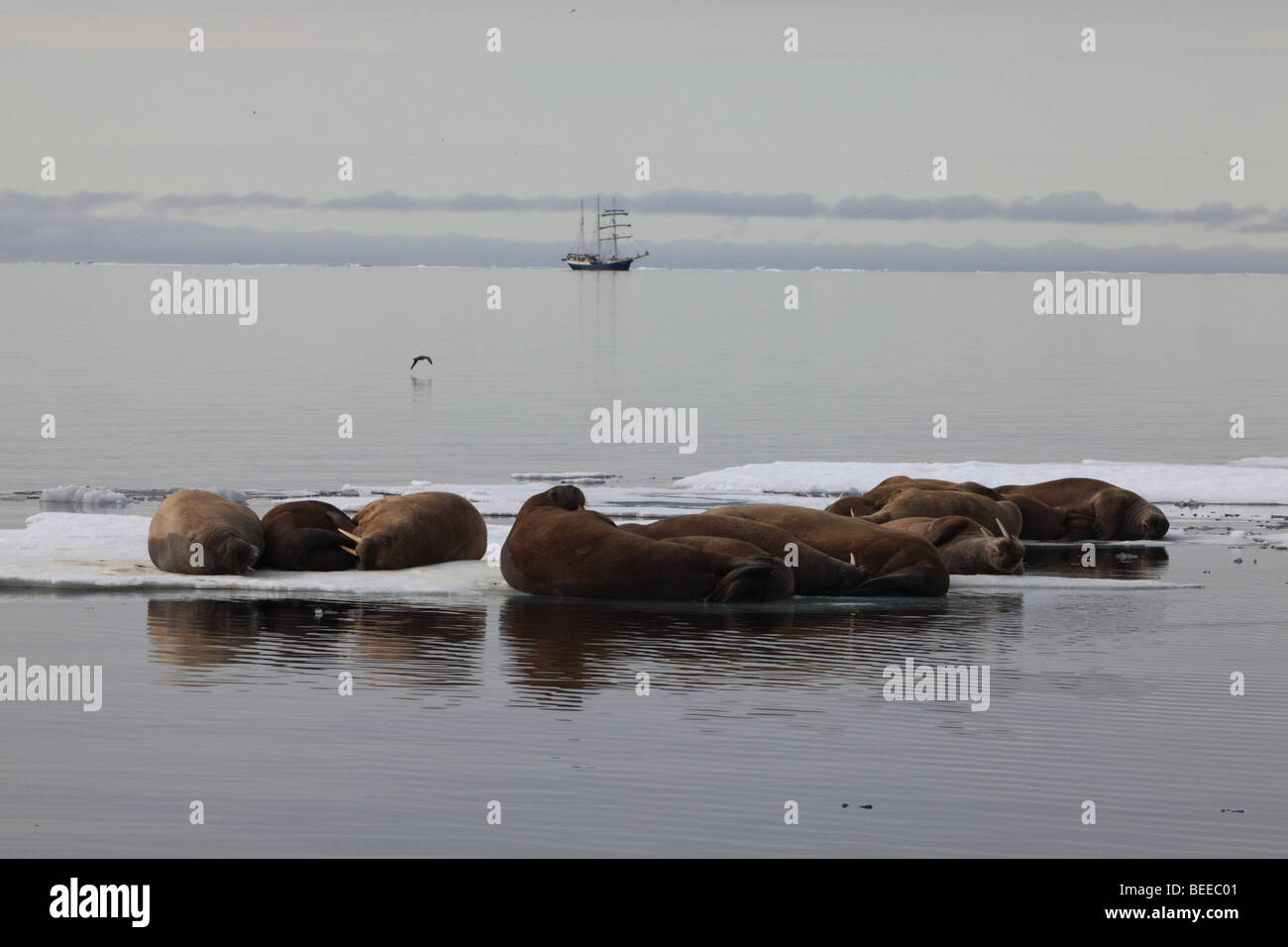 Tricheco in appoggio sulla banchisa nell'Oceano Artico a nord delle isole Svalbard con nave a vela in background Foto Stock