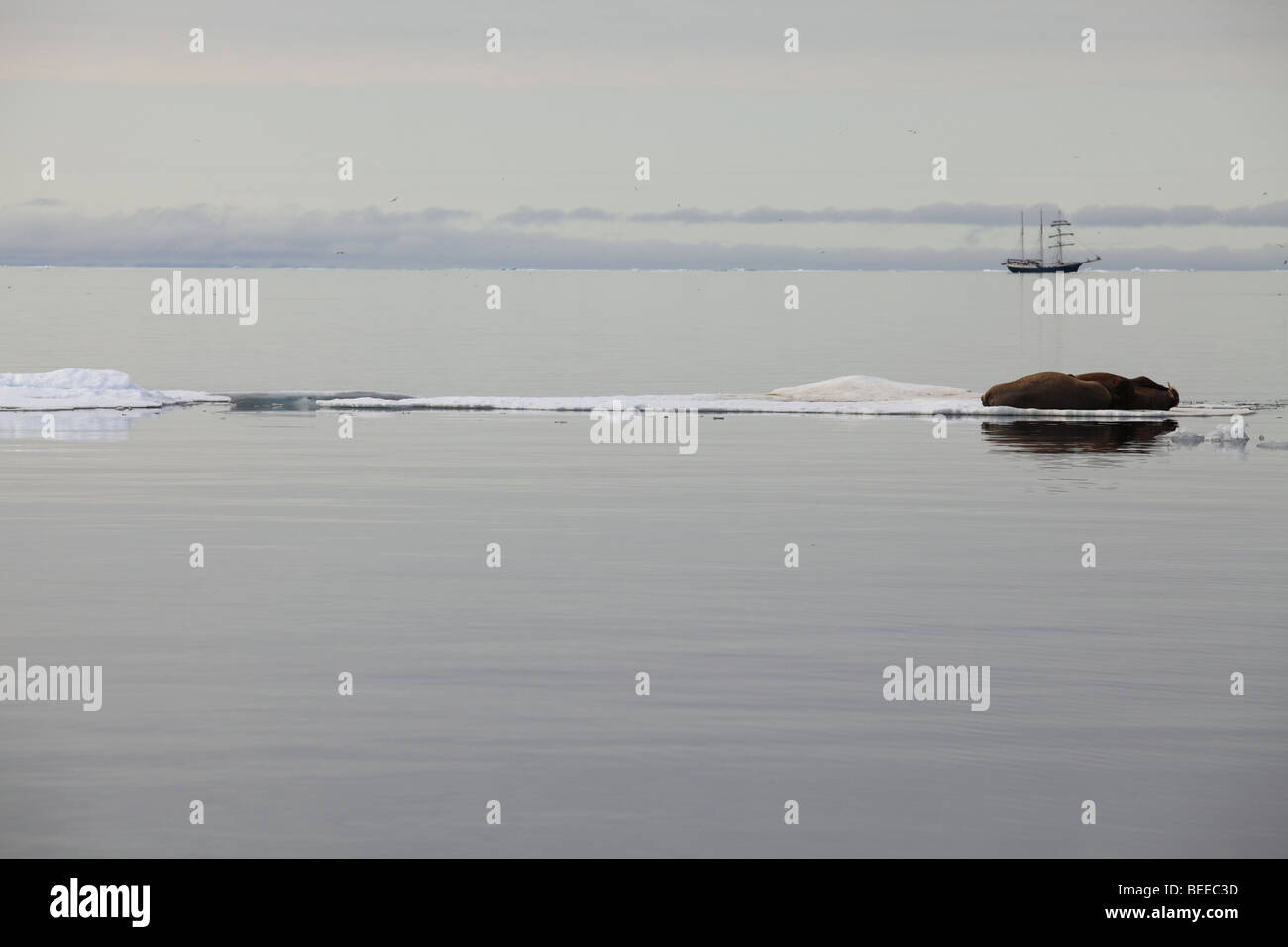 Tricheco in appoggio sulla banchisa nell'Oceano Artico a nord delle isole Svalbard con nave a vela in background Foto Stock