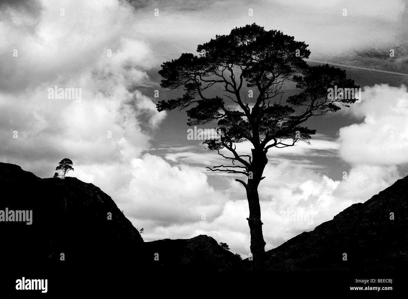 Un pino silvestre tree silhouette contro un cielo nuvoloso. Highlands, Scozia. In bianco e nero Foto Stock