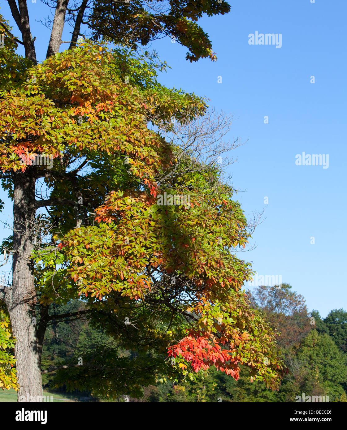 Sassafras albidum sassofrasso, bianco sassofrasso, rosso sassafras o setoso sassofrasso Albero in autunno colore colore. Foto Stock