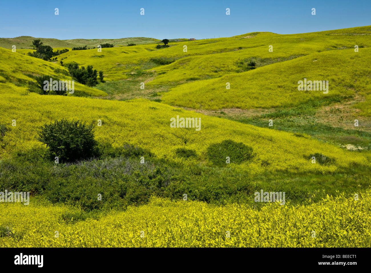 Senape selvatica moquette campi in Sud Dakota Foto Stock