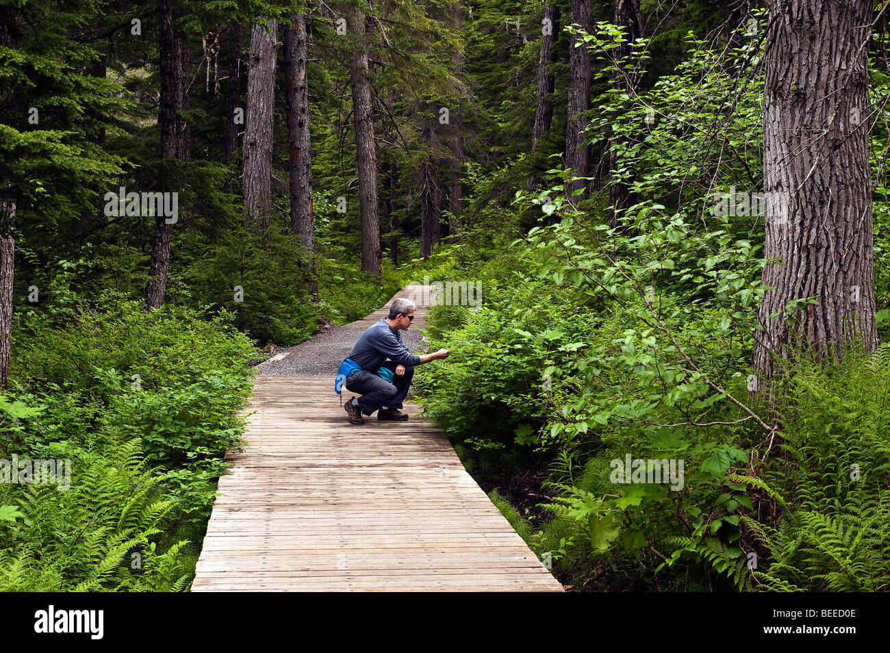 Sentiero escursionistico, vincitore Creek, Chugach National Forest, Alaska, STATI UNITI D'AMERICA Foto Stock