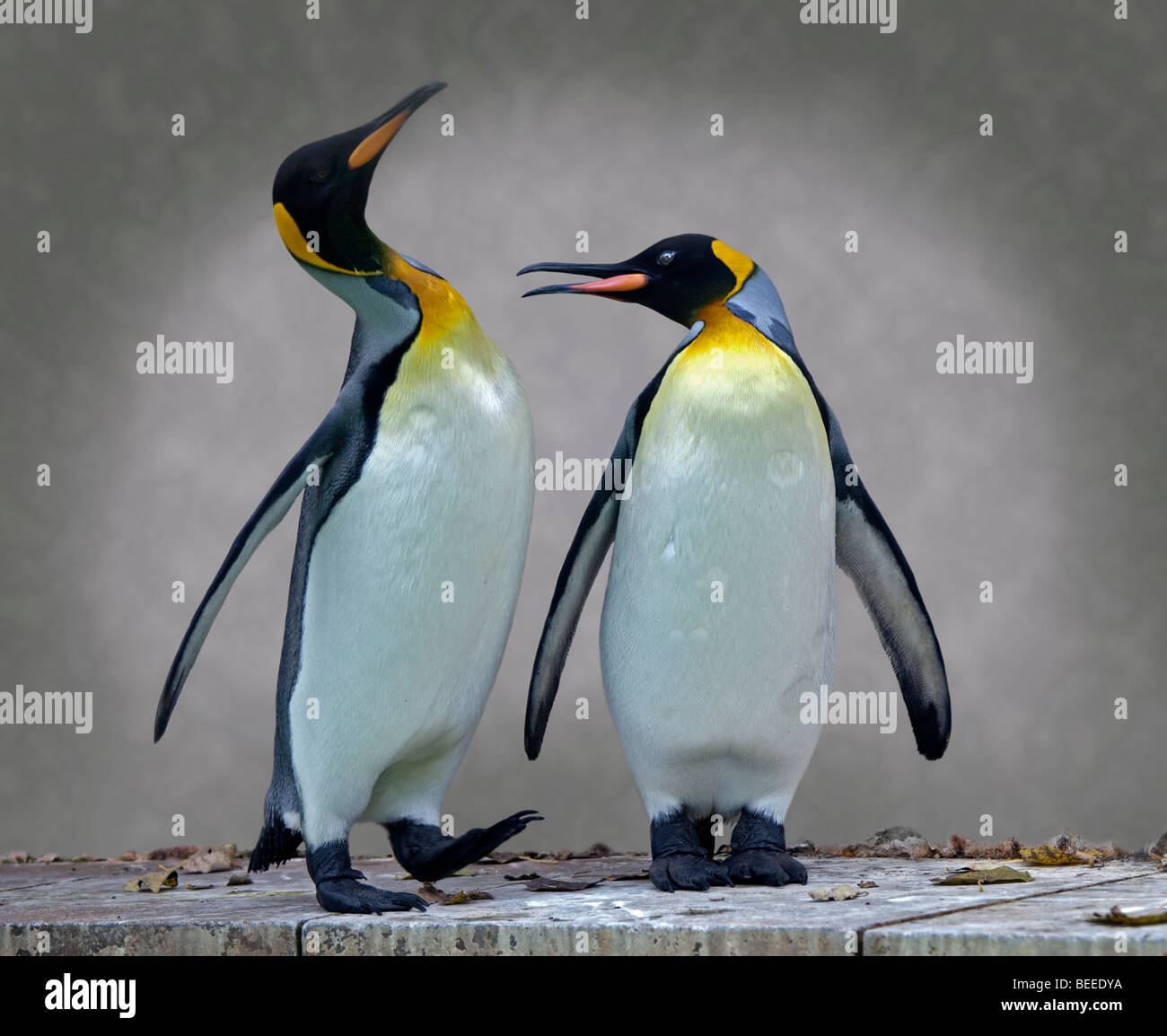 Re pinguini (aptenodytes patagonicus) Foto Stock