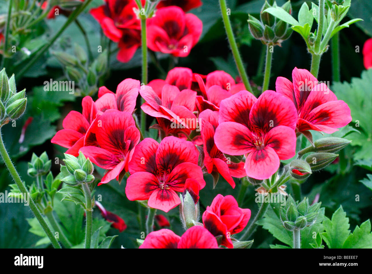 Pelargonium 'Crimson esclusivo degli azionisti Foto Stock
