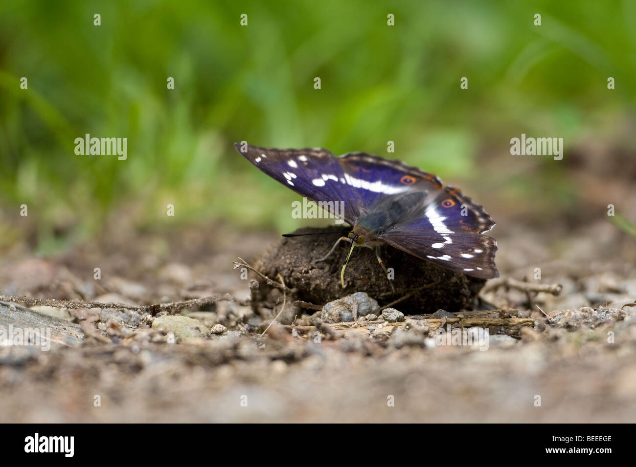 Viola Imperatore Apatura iris Foto Stock