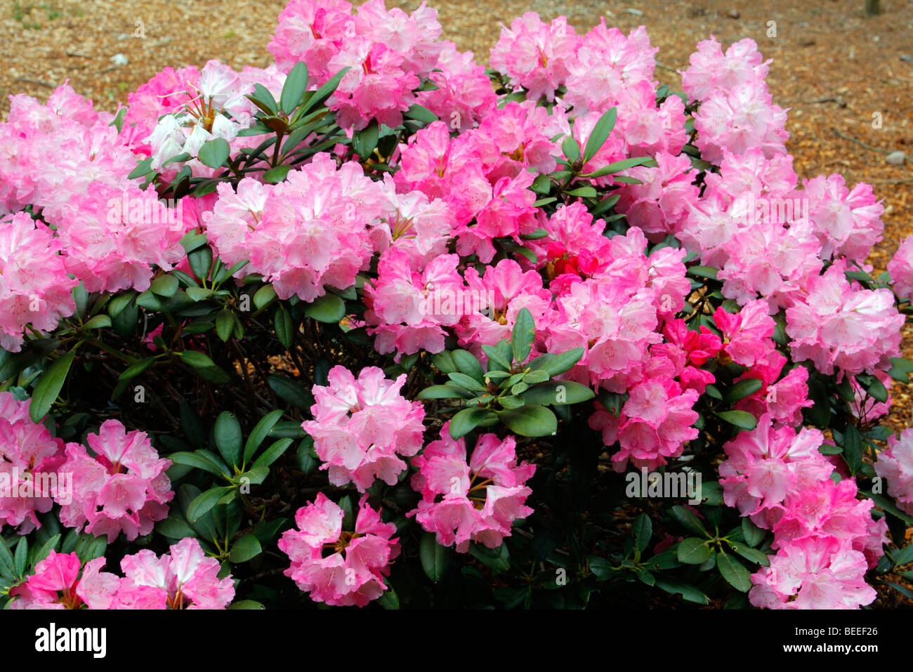 Rhododendron 'Hachmanns Polaris degli azionisti Foto Stock