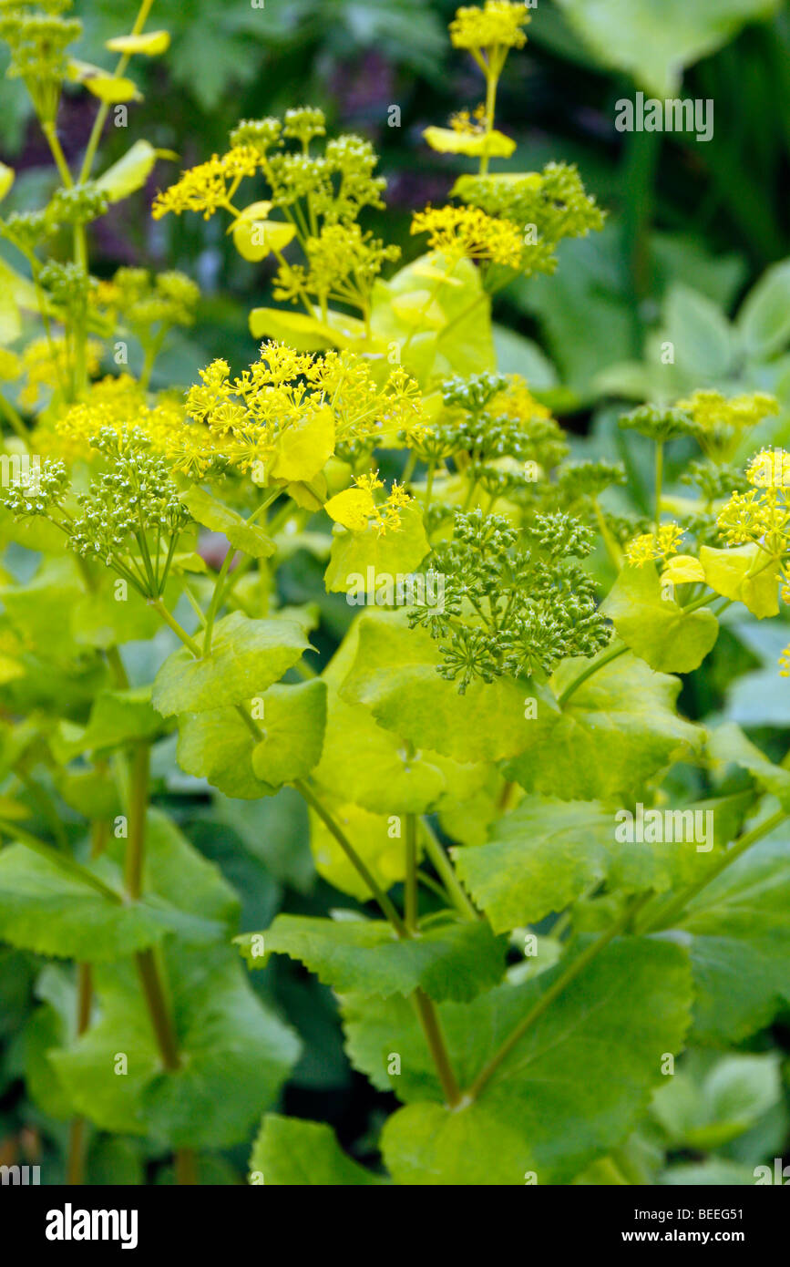 Smyrnium perfoliatum Foto Stock