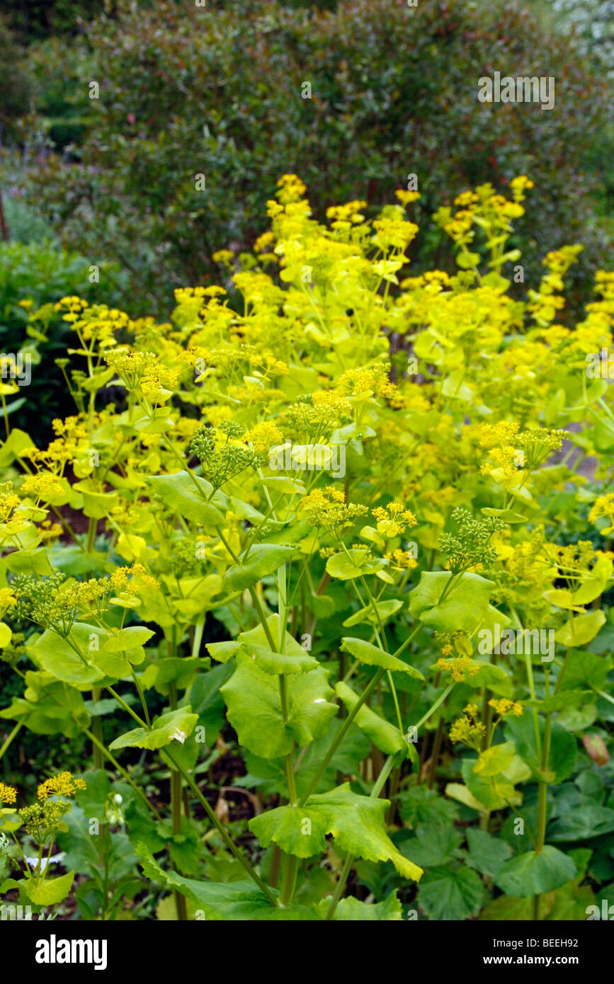 Smyrnium perfoliatum Foto Stock