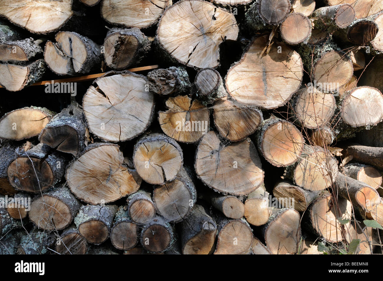 Una pila di essiccazione del legno Foto Stock