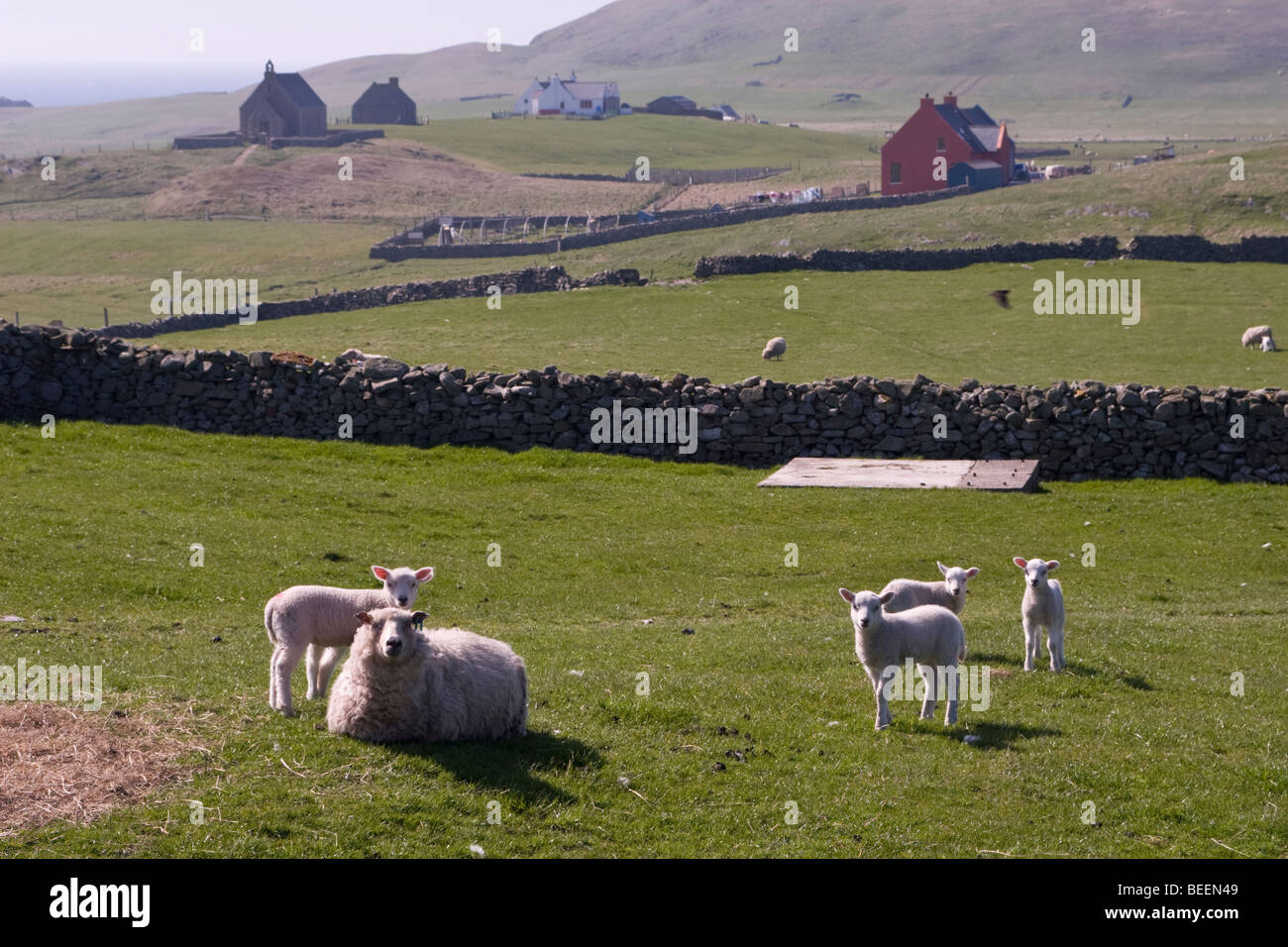 Pecora su croft terreno sul Fair Isle in Shetland Foto Stock