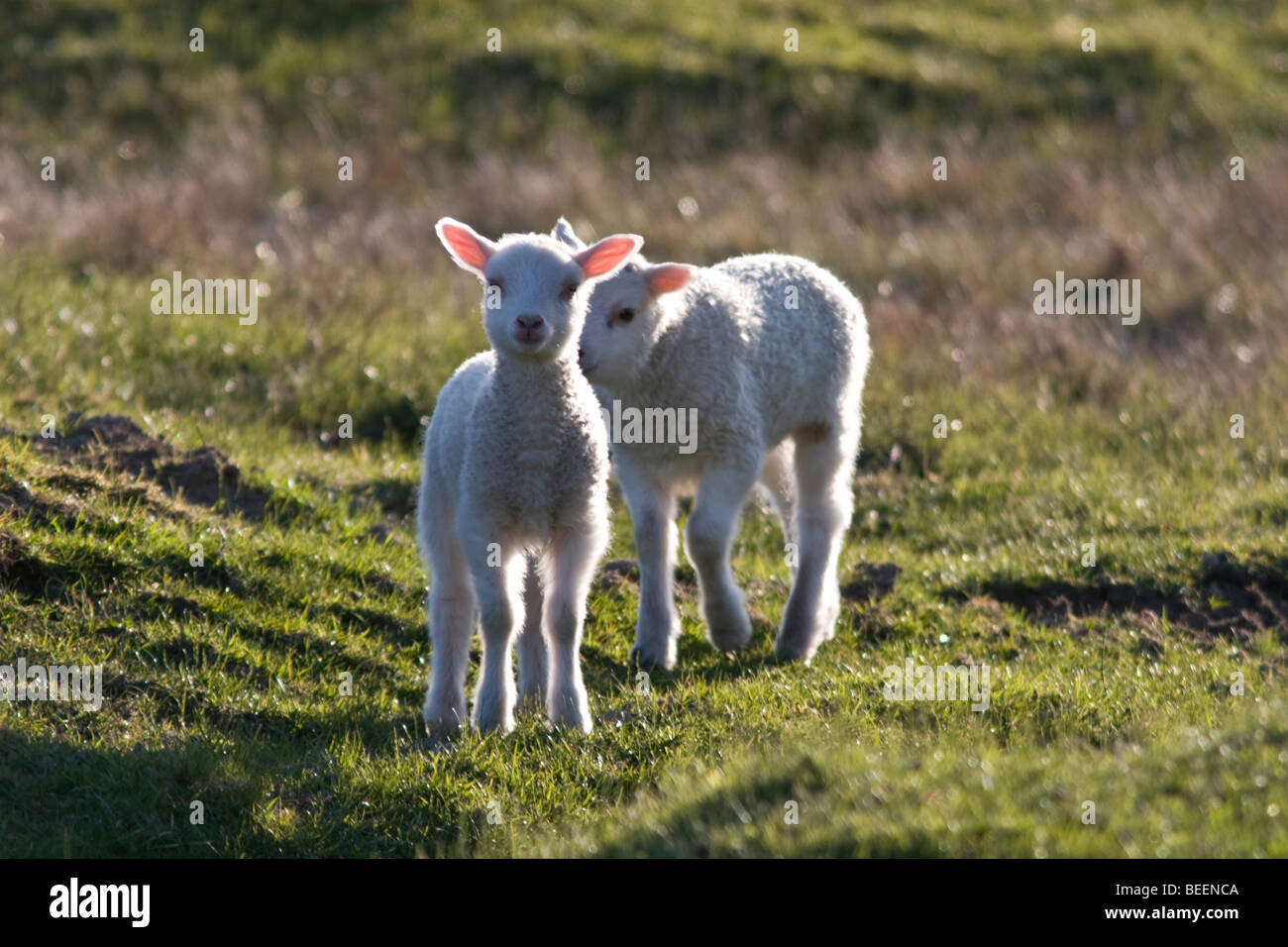 Due agnelli sul Fair Isle in Shetland Foto Stock